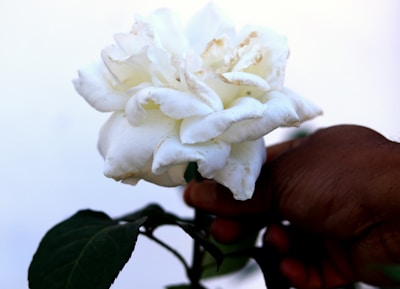 An intimate close-up of a woman’s hand gently holding a rose.