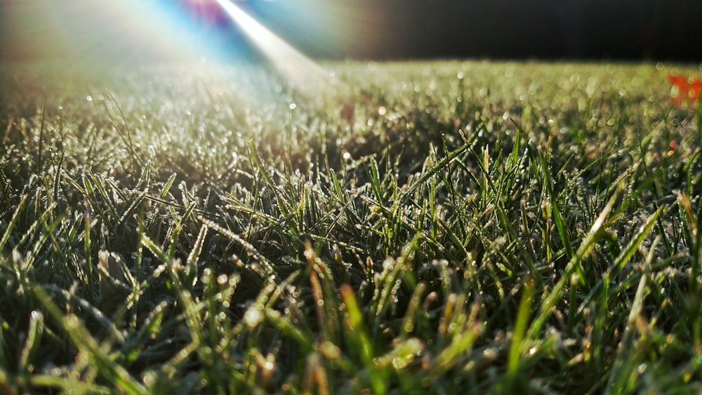 green grass during daytime