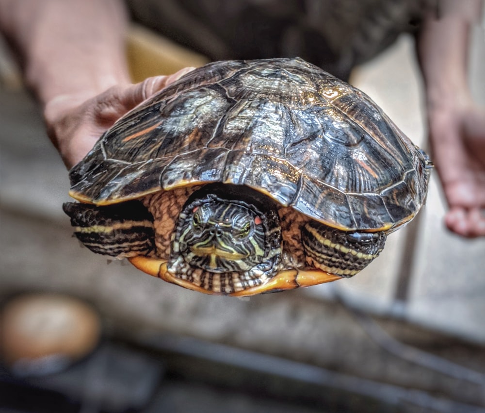 a close up of a person holding a turtle