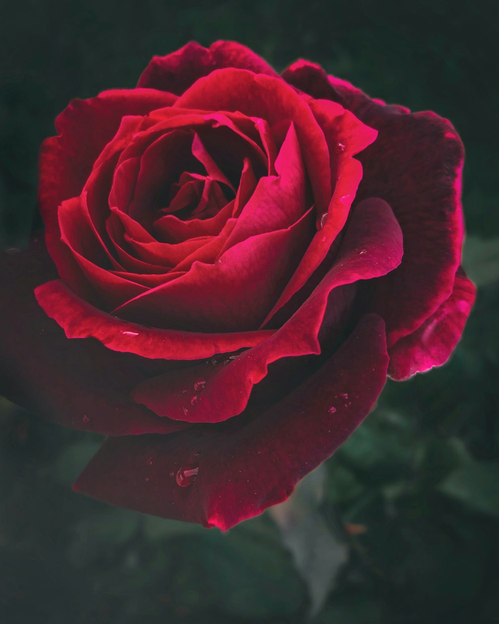 selective focus photo of red rose