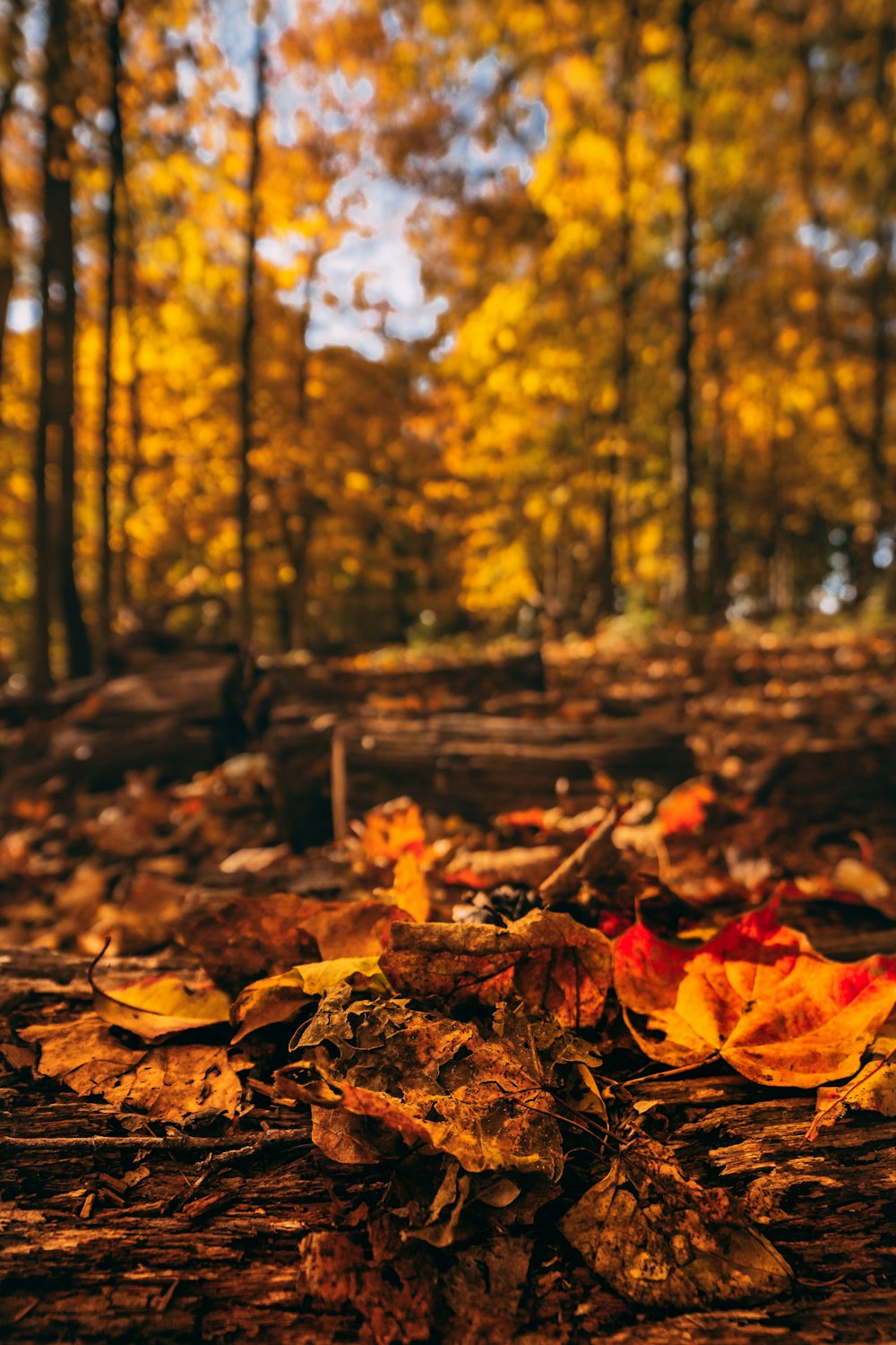 withered leaves on soil