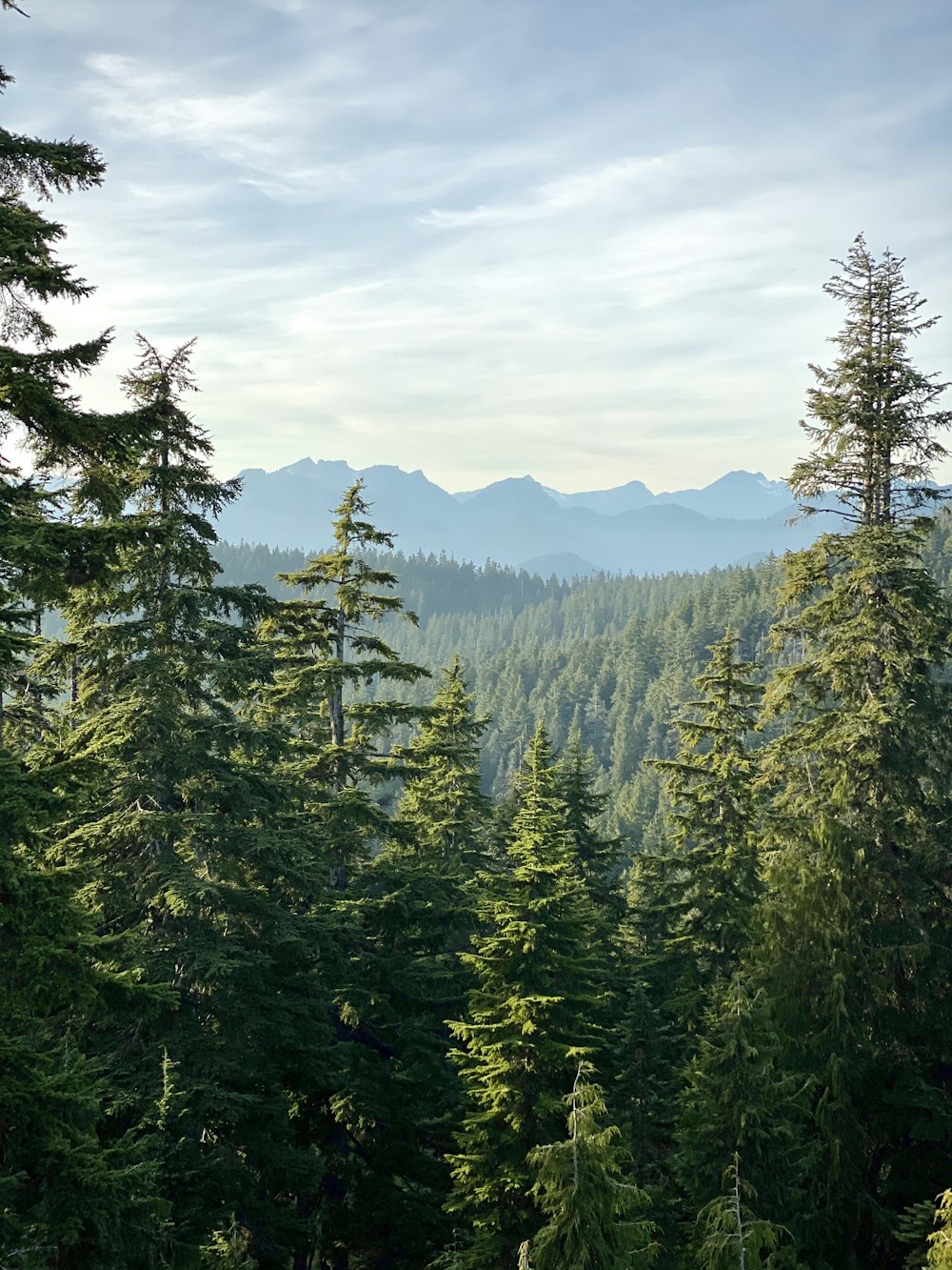 a view of a forest with mountains in the distance