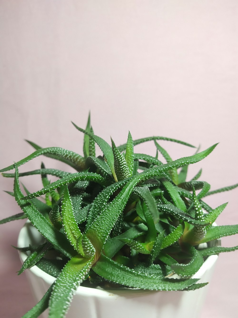 Aloe vera plant