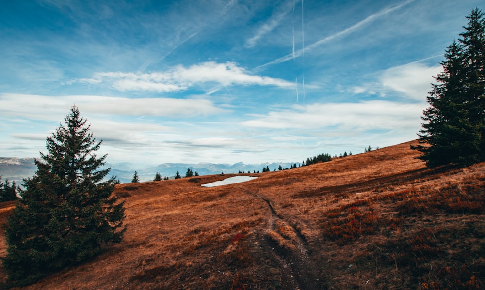 trees on landscape field