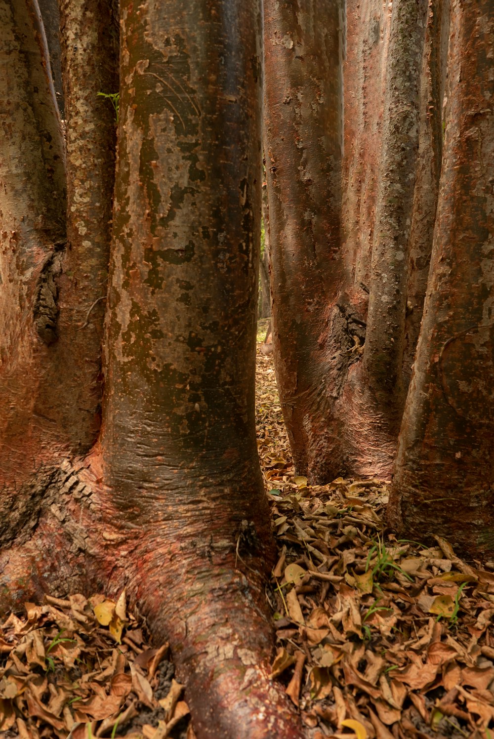 trees surrounded by dried leaves