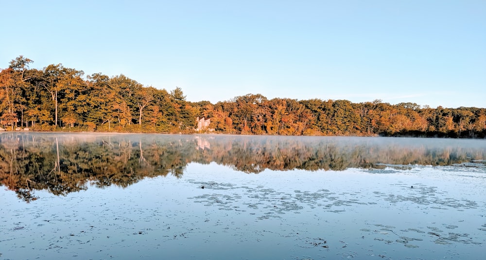 calm body of water with trees in distant