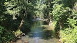 A serene river flowing through dense jungle with sunlight filtering through the canopy.