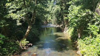 A serene river flowing gently through a lush green forest at sunrise, symbolizing spiritual renewal.
