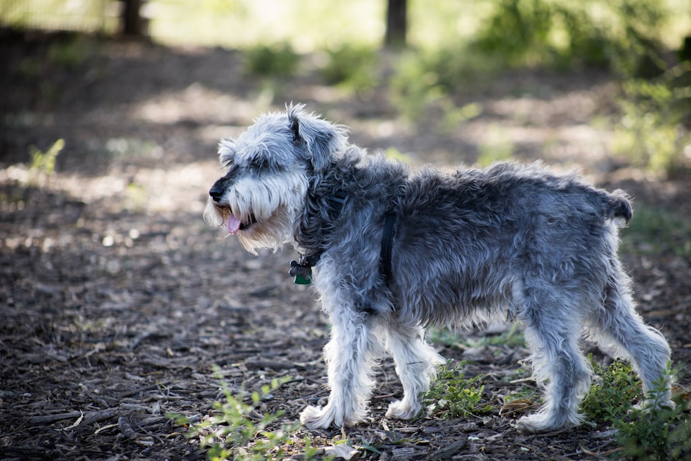 gray and white dog walking on soil