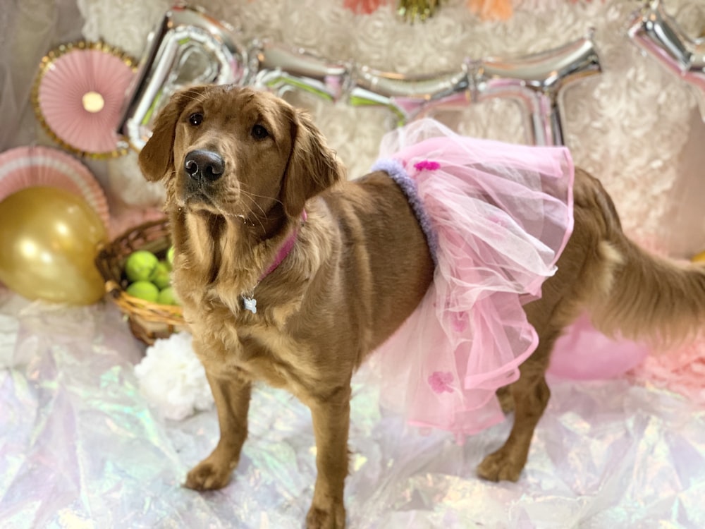 brown coated dog wearing pink miniskirt
