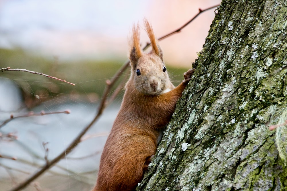 brown rabbit