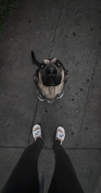 adult black and brown dog
