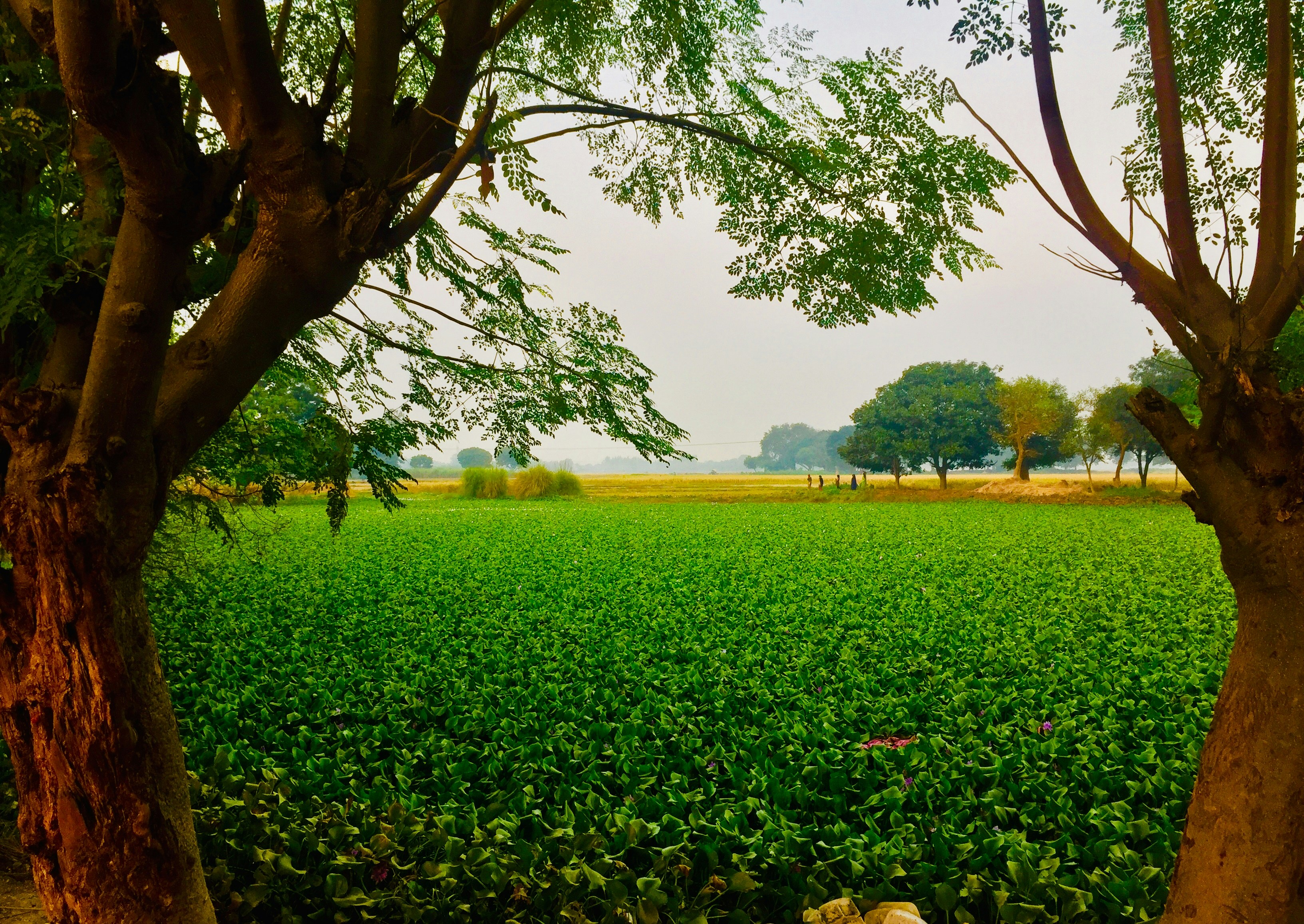 Photo by madhukar14