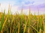A lush field of rice plants with tall green stalks and golden grains ready for harvest under a vibrant sky.