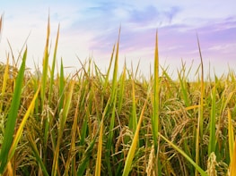 Farmers harvesting rice in lush green fields under a bright blue sky.