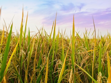 A lush field of rice plants with tall green stalks and golden grains ready for harvest under a vibrant sky.