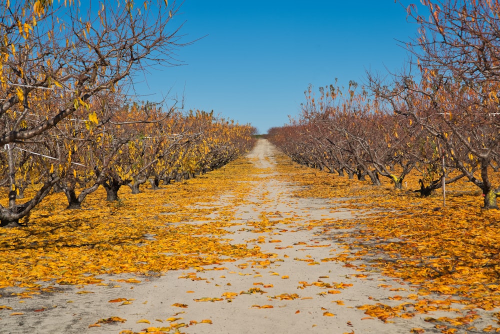 asphalt road surrounded by yellow tree leaf and bare trees