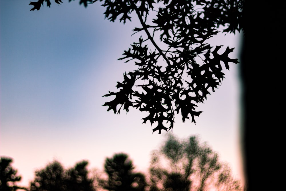 silhouette arbre feuillu