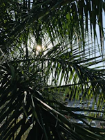 Sunlight filtering through palm trees at a residential lot similar to South Palm Grove.