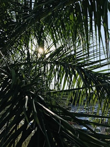 Sunlight filtering through palm trees on a quiet residential lot.
