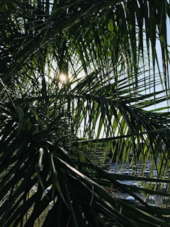 Sunlight filtering through palm trees on a quiet residential lot.