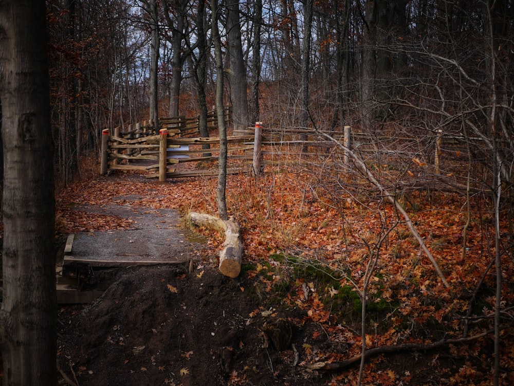 fence in forest
