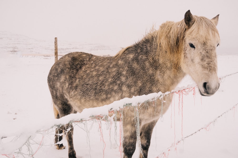 horse beside fence