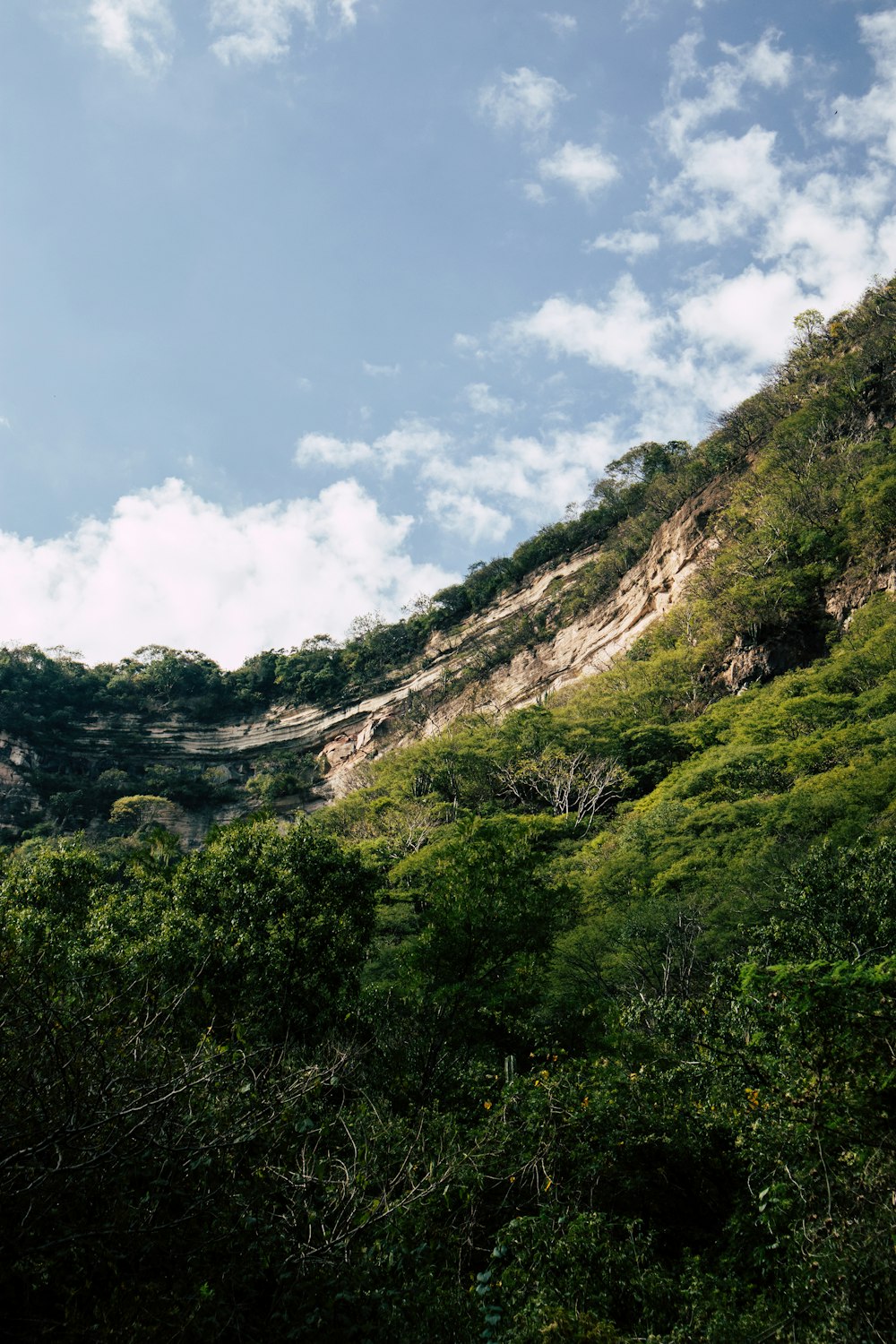 trees on hill