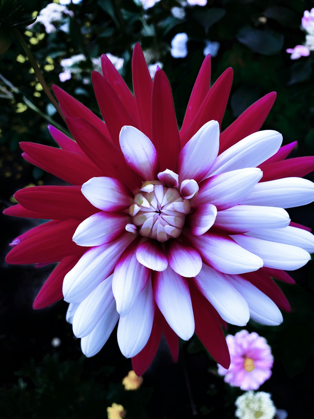 red and white-petaled flower