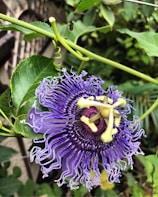 A vibrant purple passion flower with intricate petals and a detailed, star-shaped center. The petals are delicate and fringed, surrounded by lush green leaves and curling tendrils.