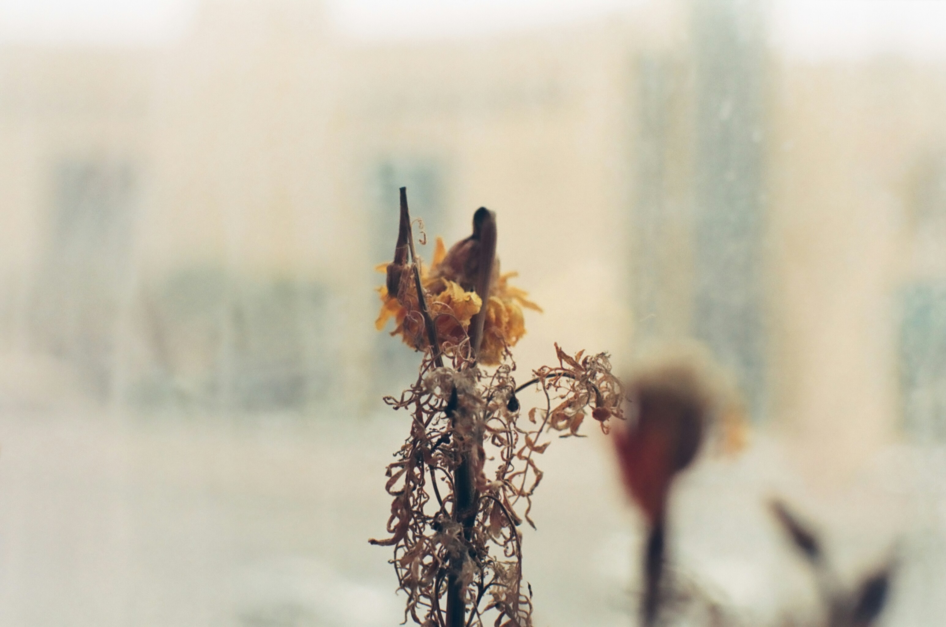 brown plant