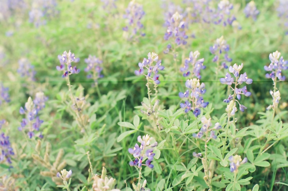 purple petaled flowers