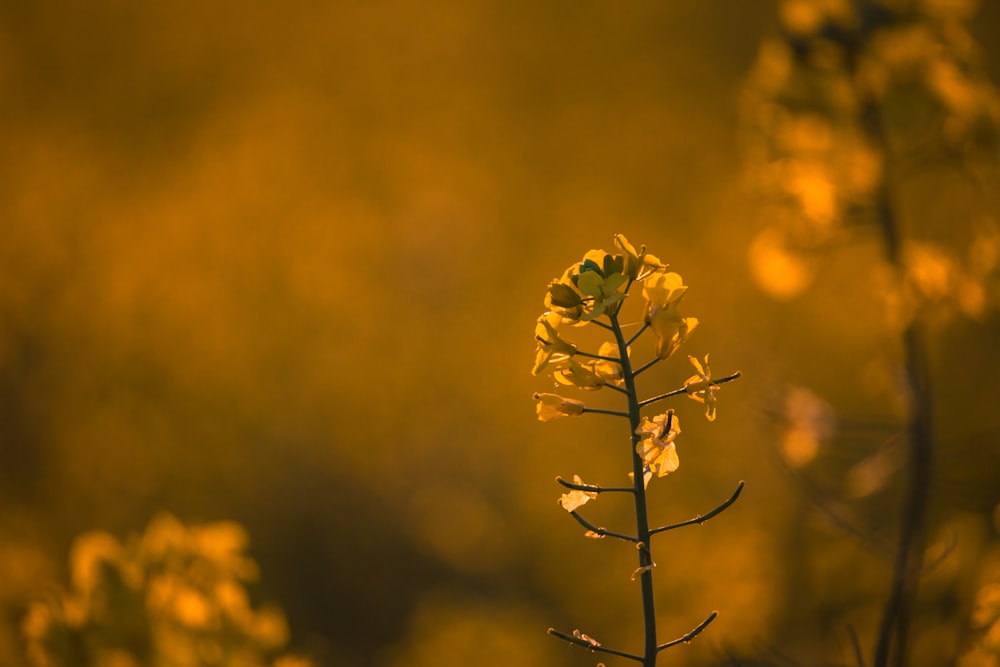 brown grass