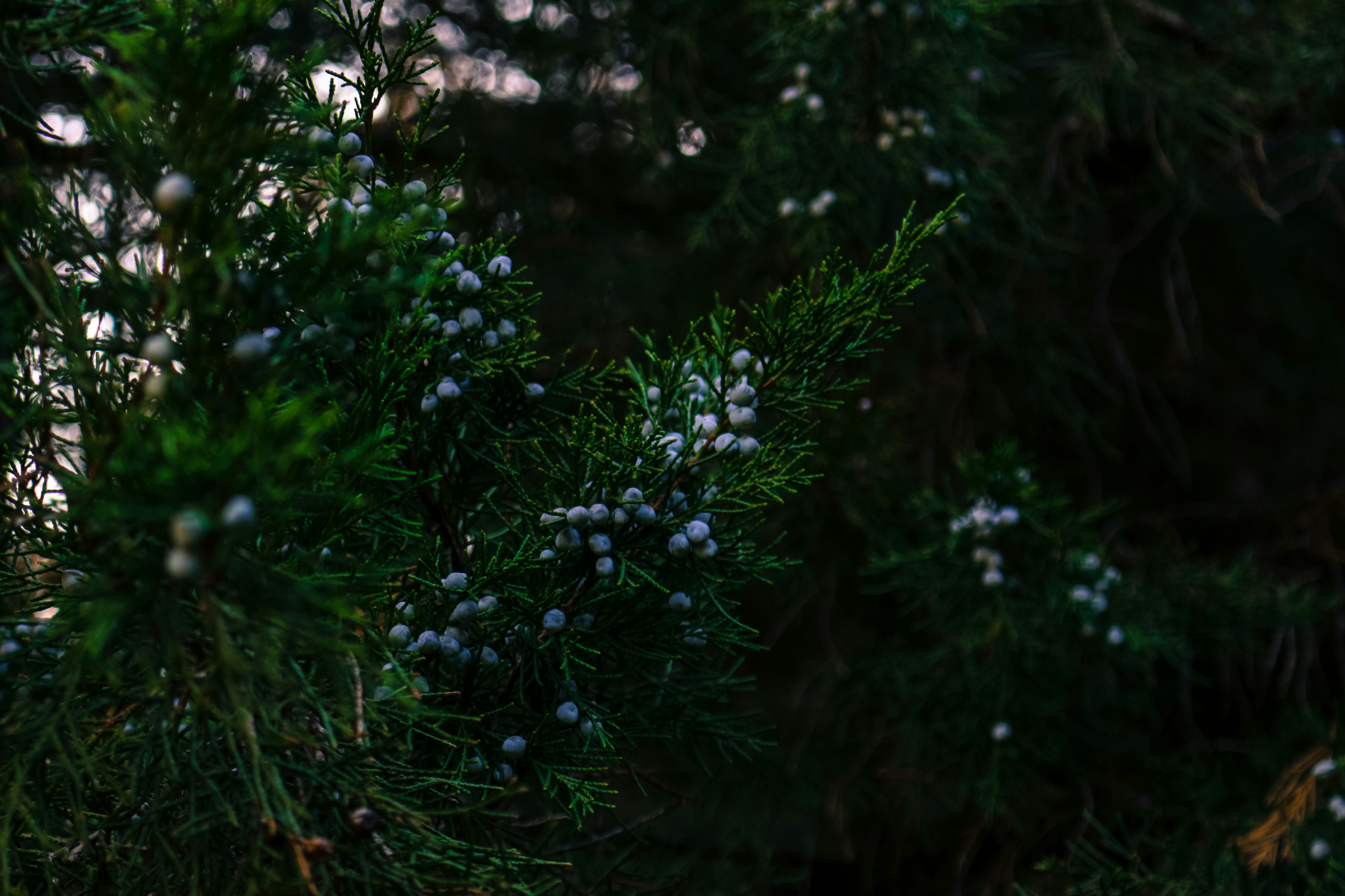 Photo by flowforfrank