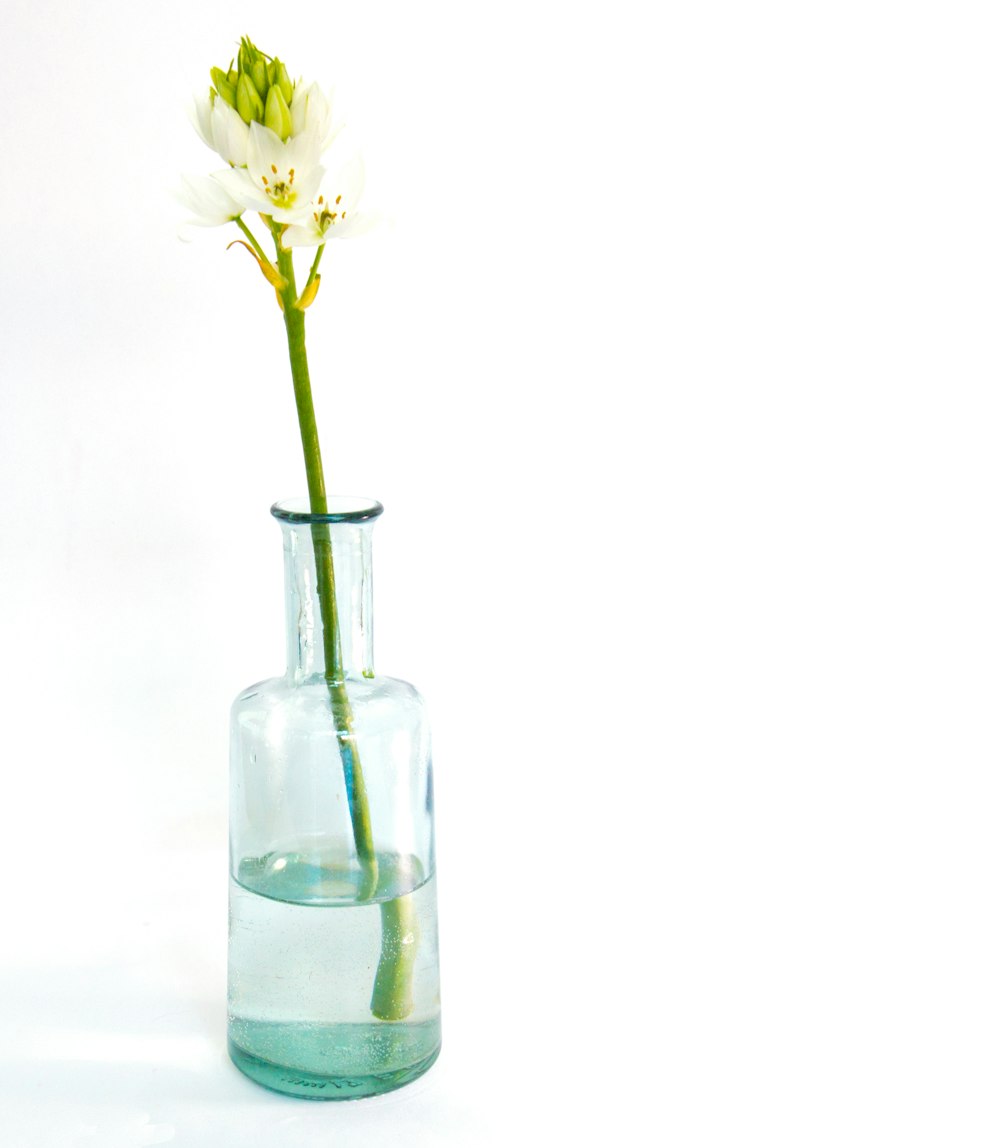 white and green petaled flower on clear glass botle