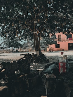 A lush tree with dense foliage provides shade in a sandy area near a dive shop building, painted in a muted pink tone. Beneath the tree, a table holds a red soda bottle and some folded clothes. Rustic decorations and items are scattered around, creating a casual beachside atmosphere.