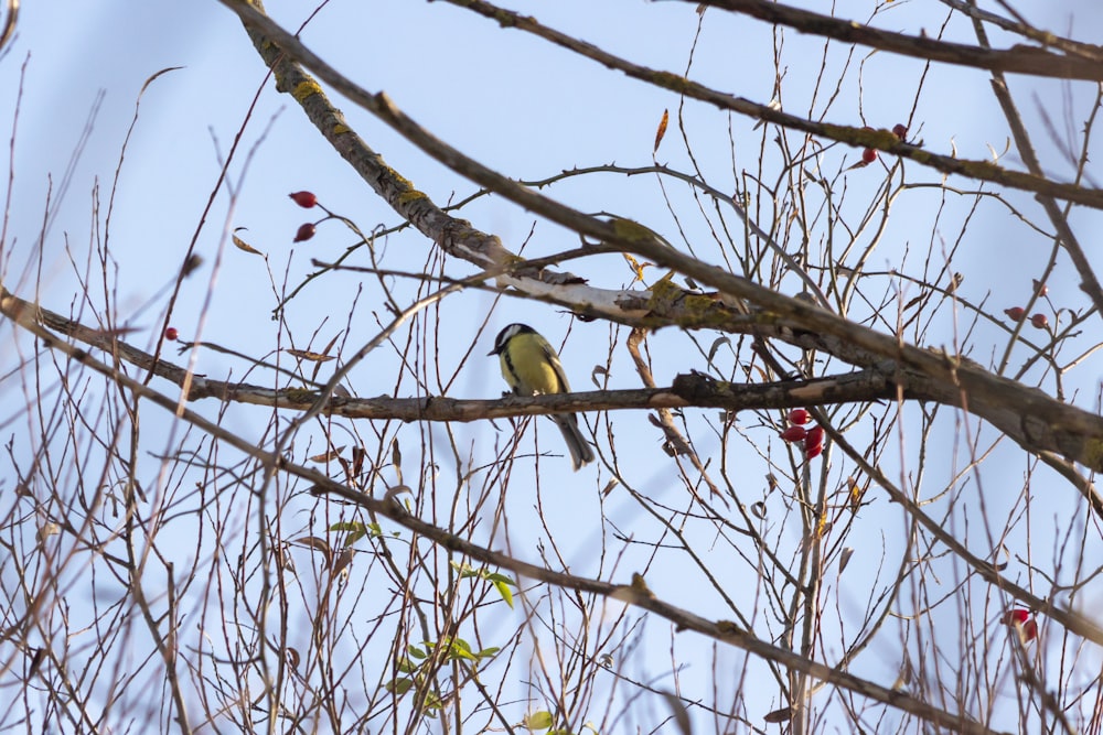 bird on tree