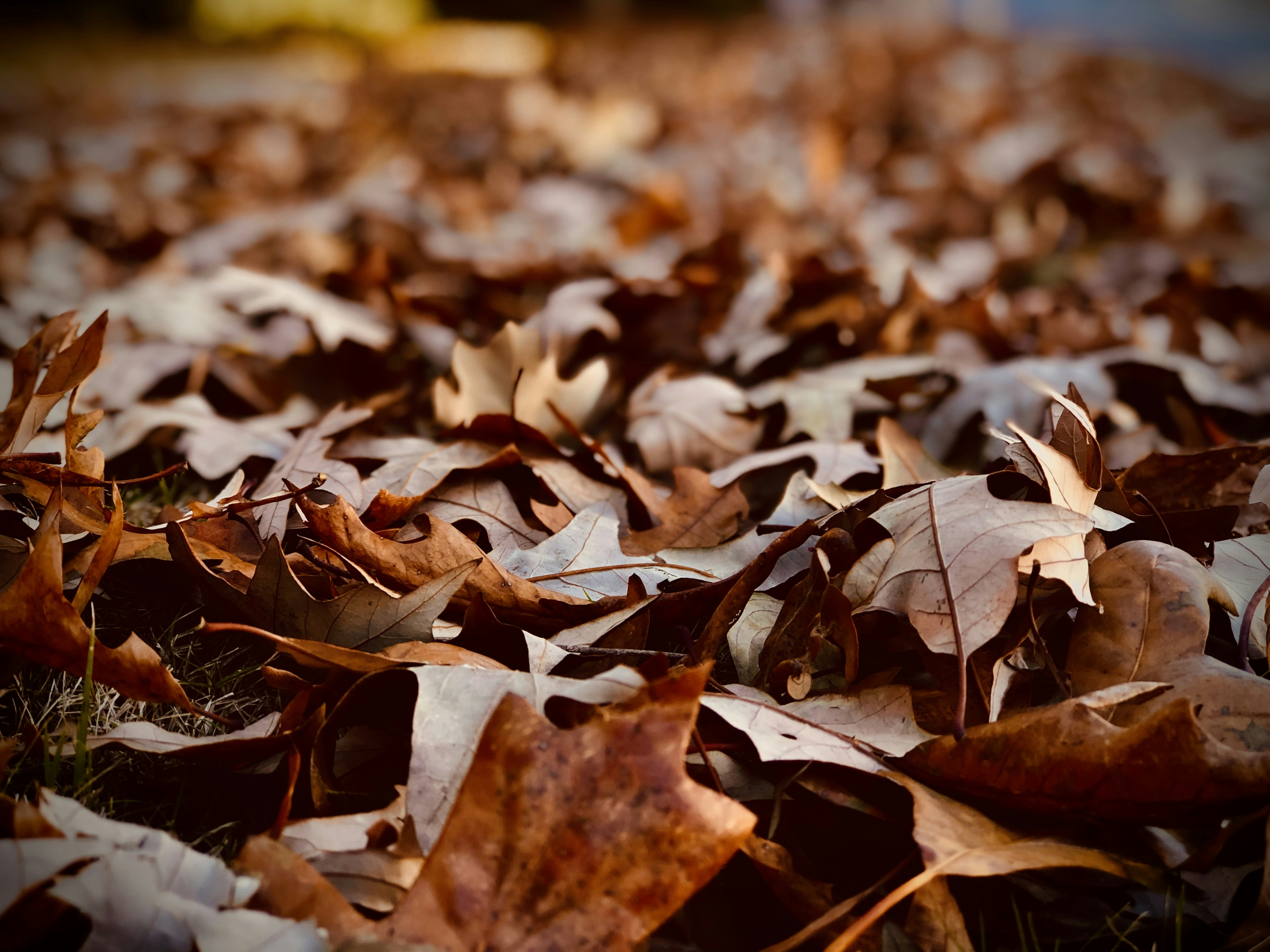 Photo by vijetha_surakanti