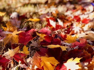 A team member carefully raking colorful autumn leaves into a tidy pile.