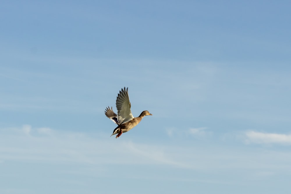 a duck flying through a blue sky with clouds