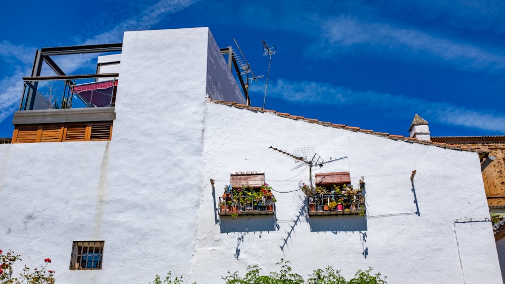 plants on window of white building