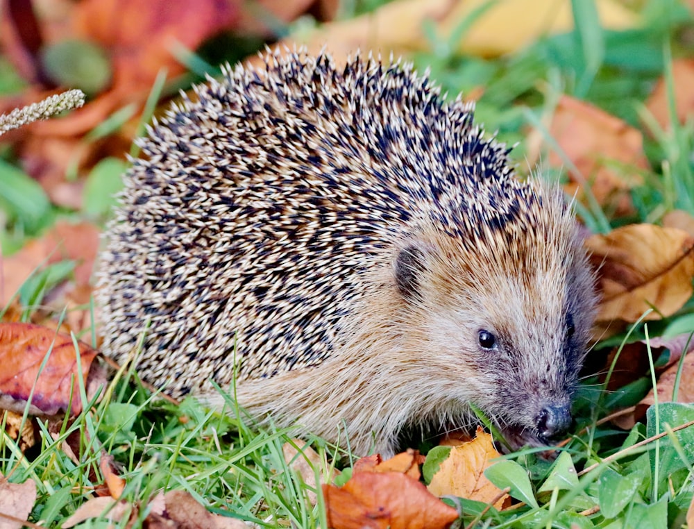hedgehog on grass