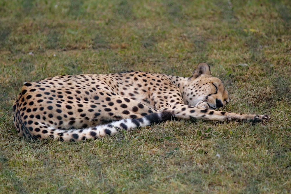 jaguar lying on green grass field