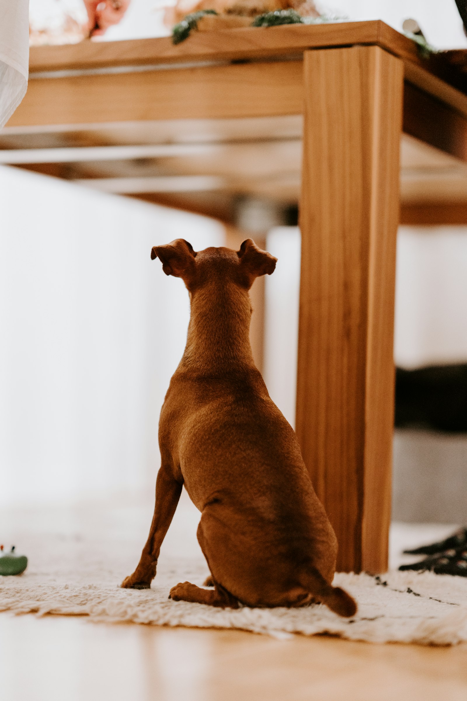 Sony a7R III sample photo. Dog sitting beside table photography