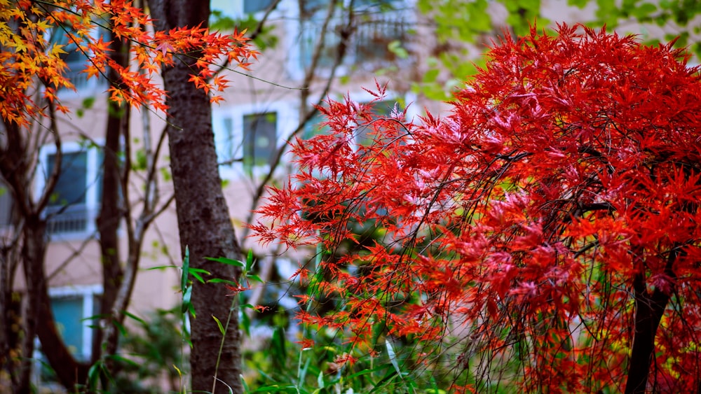 selective focus photo of red plant