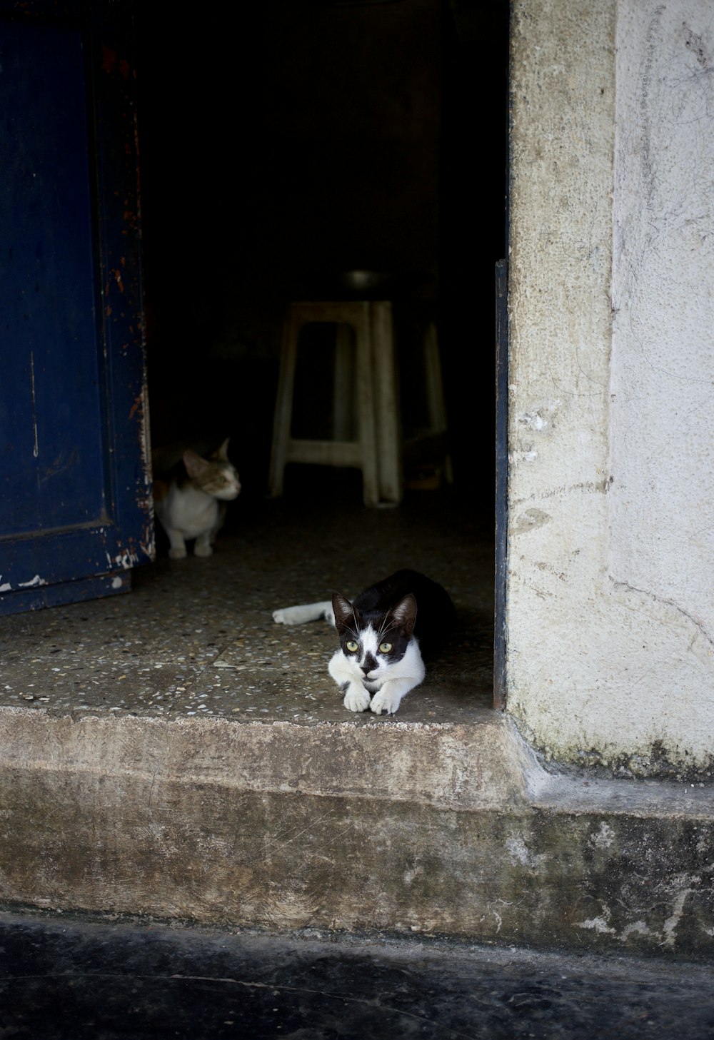 Gato de esmoquin al lado de la pared