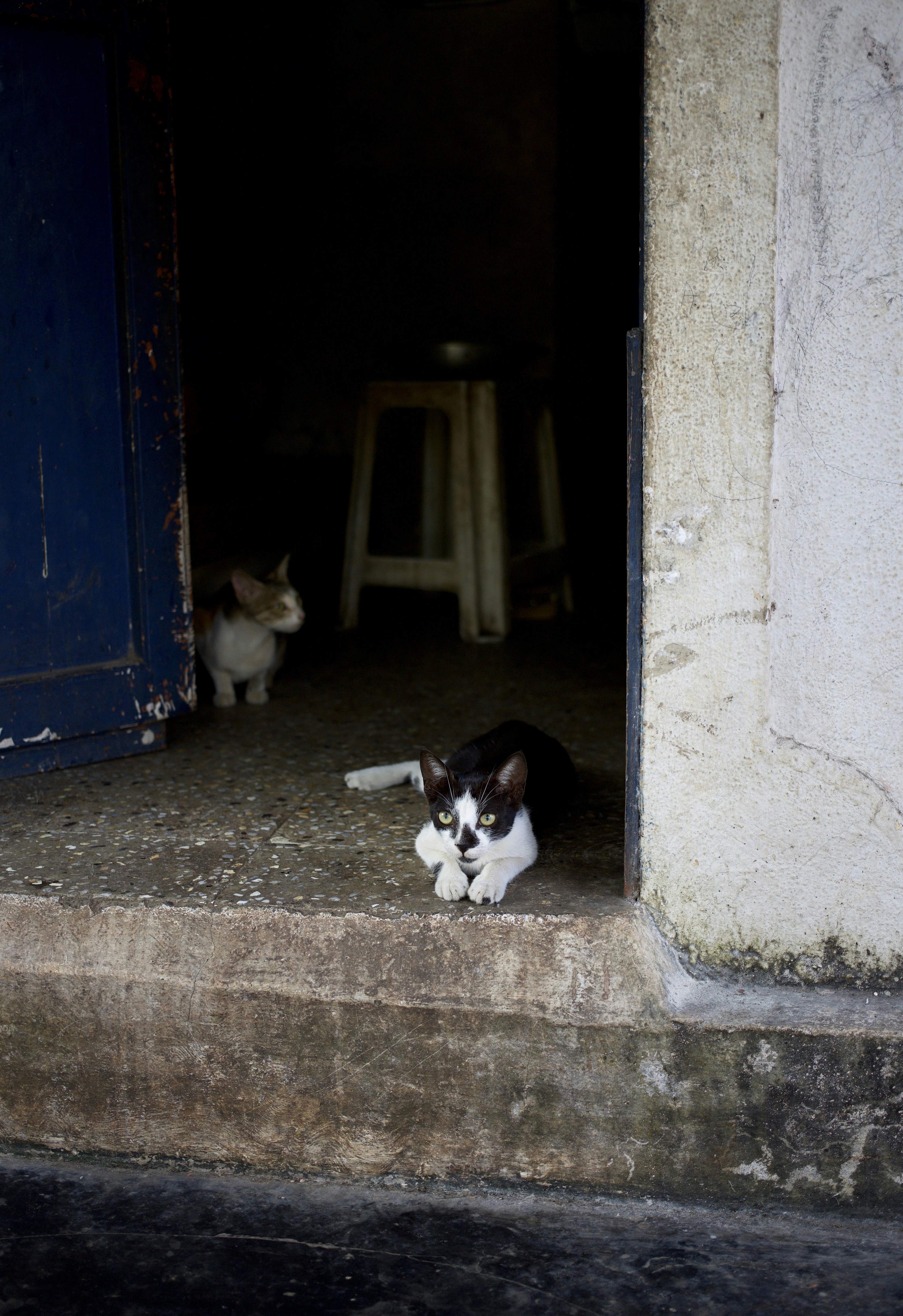 Cats at the door