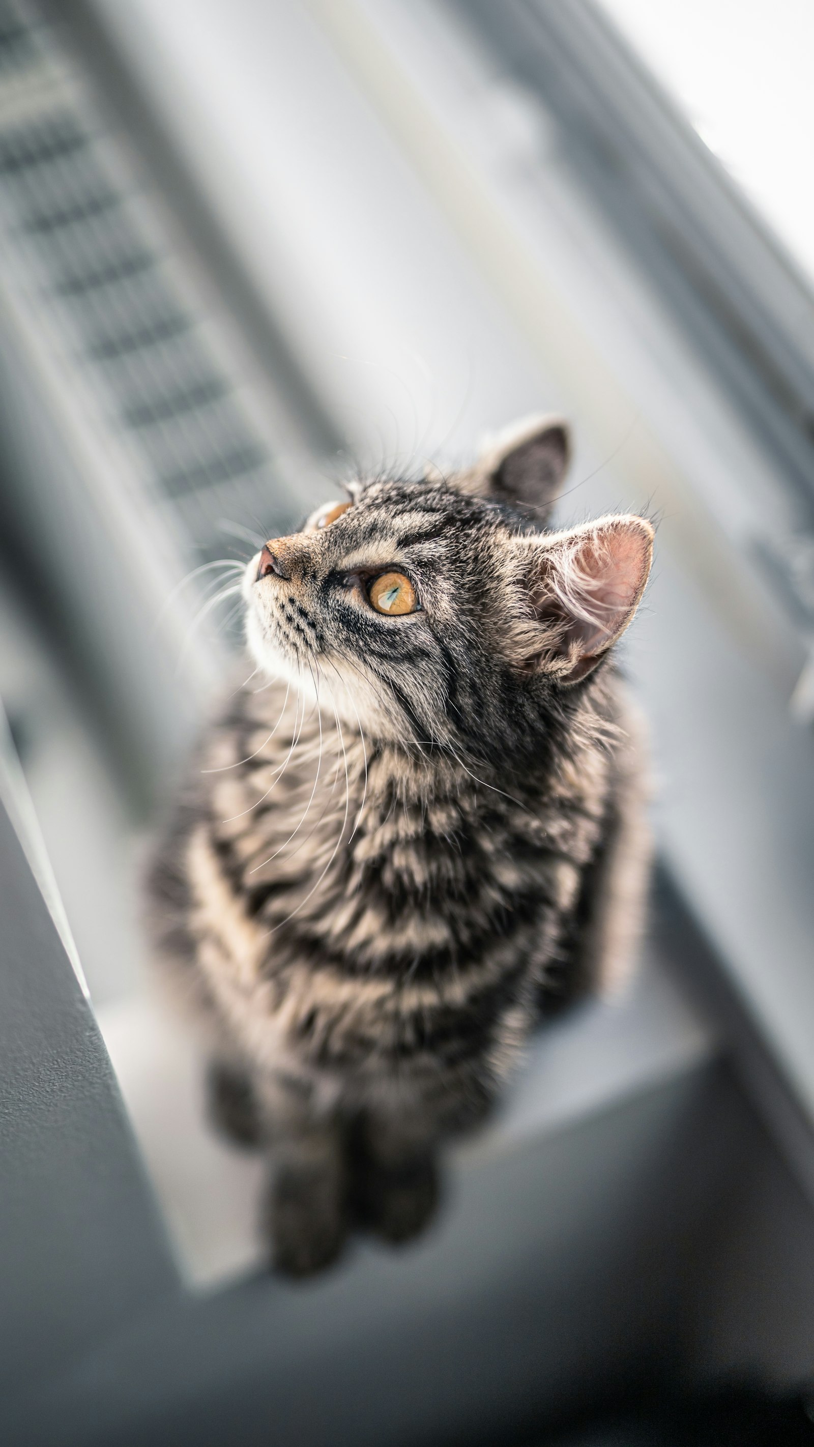 Canon EOS RP + Sigma 50mm F1.4 DG HSM Art sample photo. Brown tabby cat photography