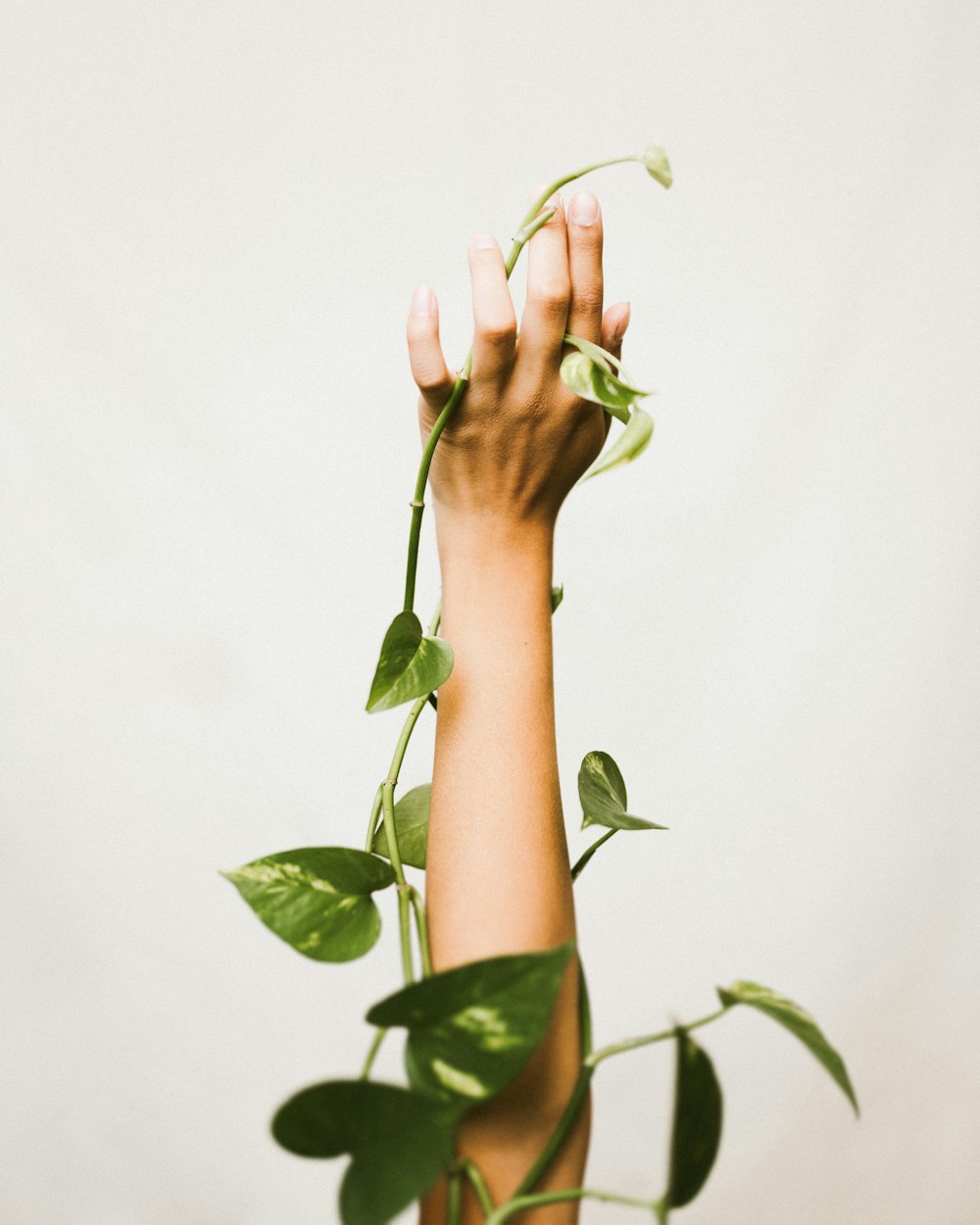 person holding ivy plant