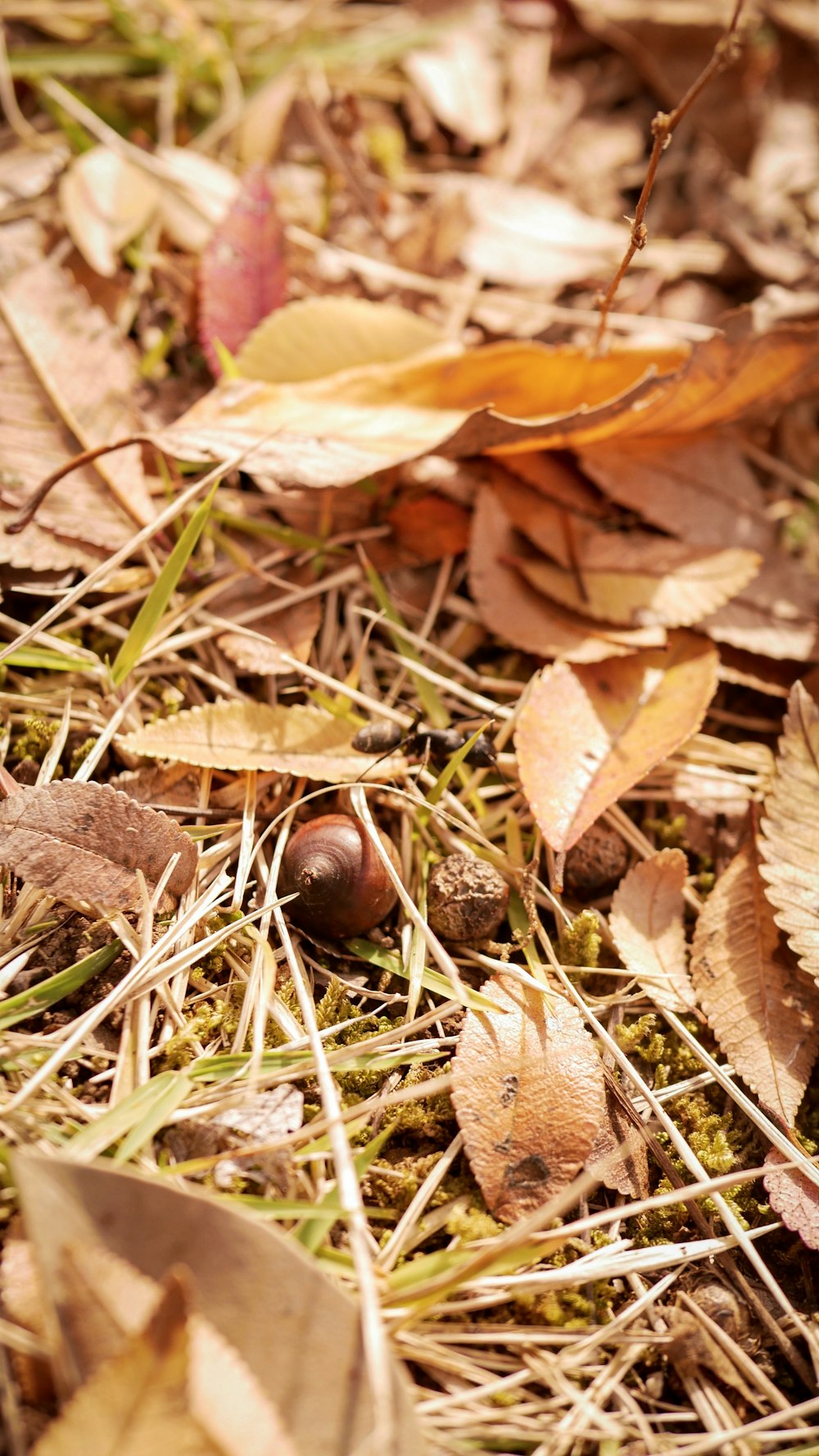 withered leaves on grass